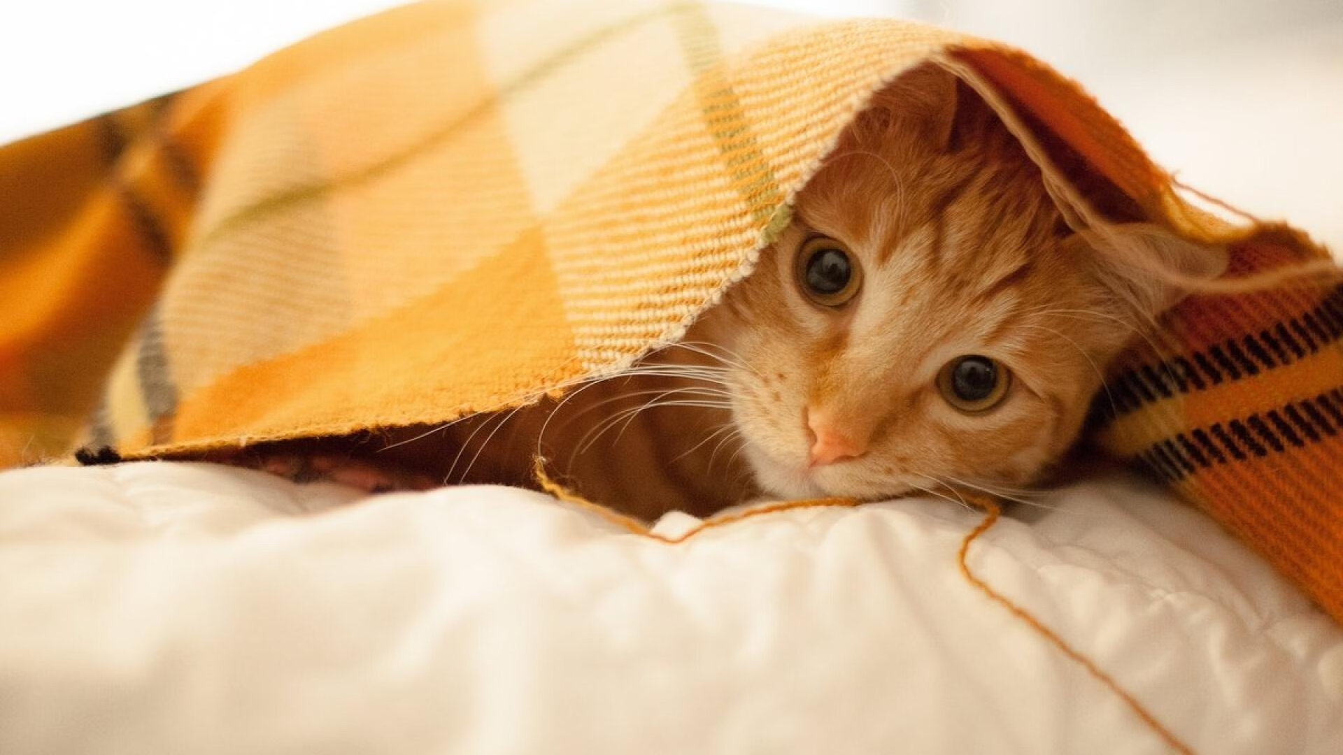 乐鱼电竞-奥格斯堡1-1莱比锡，斯坦尼斯拉斯和恩昆库各建一功，奥格斯堡对阵莱比锡红牛