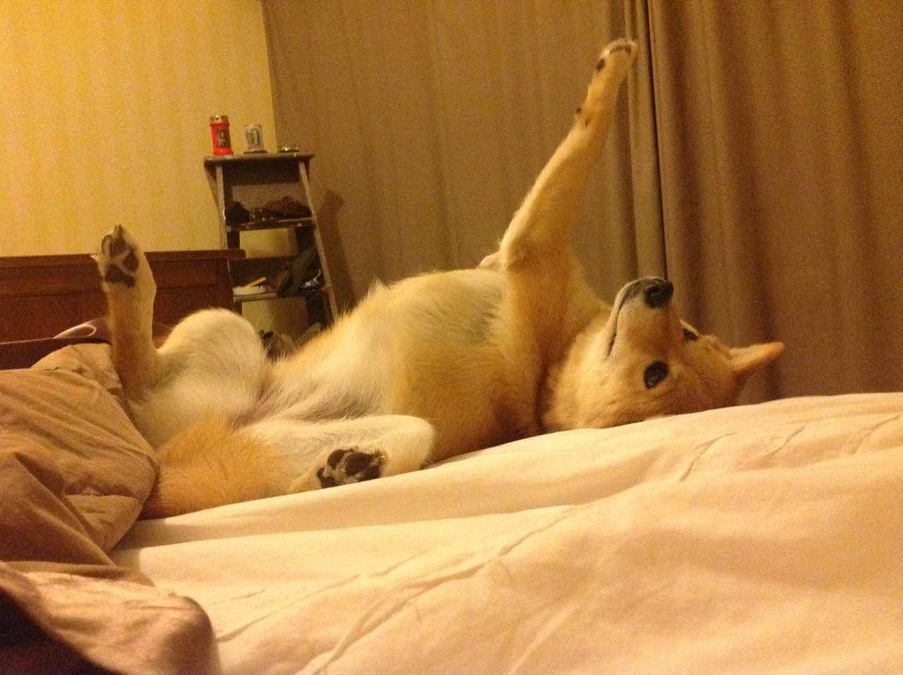 leyu乐鱼-日本队展现坚韧不拔精神！，日本队形