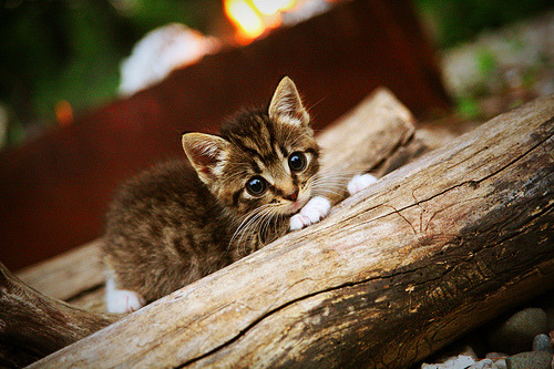 LEYU SPORTS中国官方网站-西甲焦点：巴萨4-2战胜巴伦西亚，莱万梅开二度，西甲巴萨4-0大胜