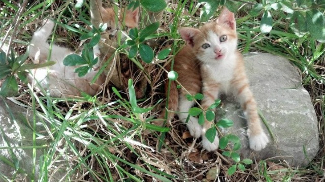 足球运动在高校课外活动中受欢迎程度提升,高校开展足球运动的意义