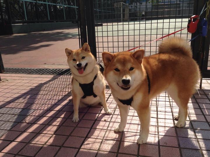 G联赛球队关注年轻球员发展,g联赛篮球