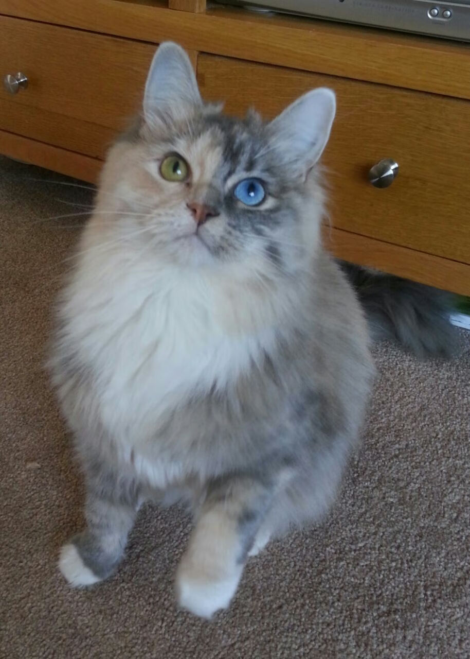 上海绿地势如破竹,战胜强敌晋级四强,上海绿地(集团)有限公司