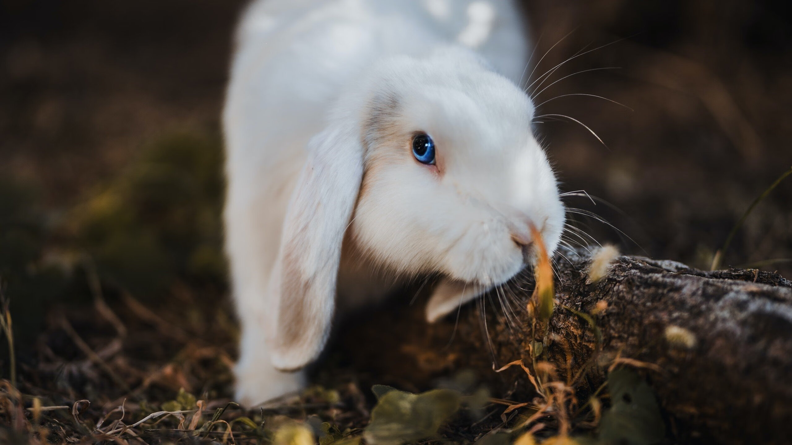 世界大学生运动会落幕,中国军团金牌数创新高
