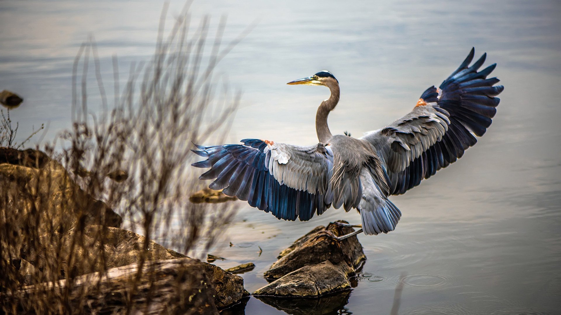 冠军呼之欲出,亚冠比赛场面混战,亚冠冠军_亚冠冠军视频_体育视频直播