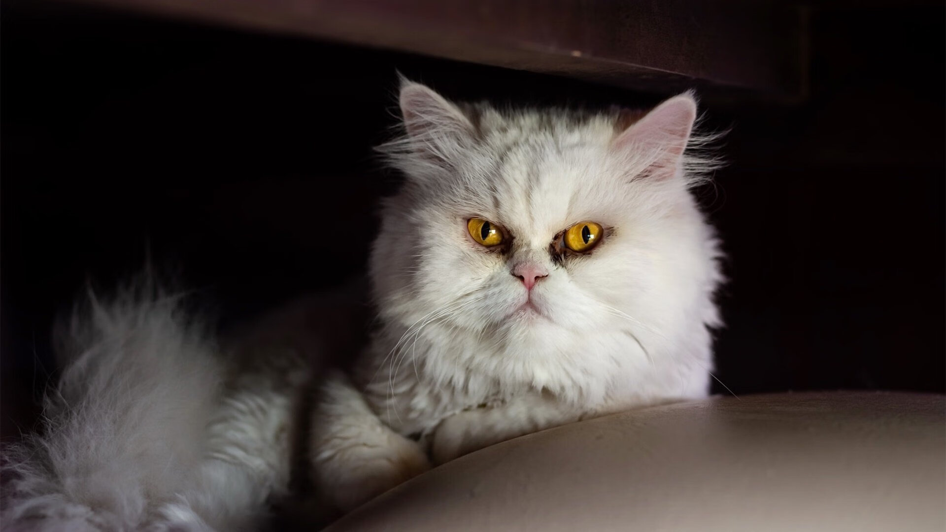 下载乐鱼体育APP-拉脱维亚队发起疯狂反击，力求逆袭，拉脱维亚简介一下