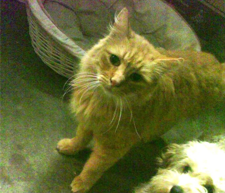 法国足球联赛局势扑朔迷离,悬念一触即发,法国足球联赛叫什么