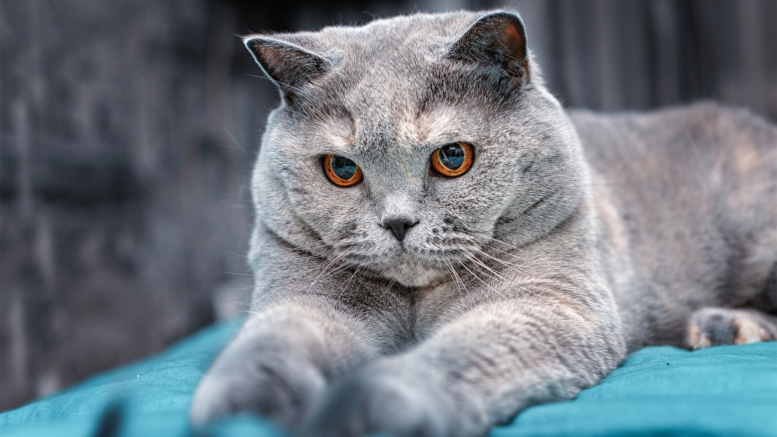 法国足球联赛球员实力脱颖而出,成为焦点,法国足球队主力球员