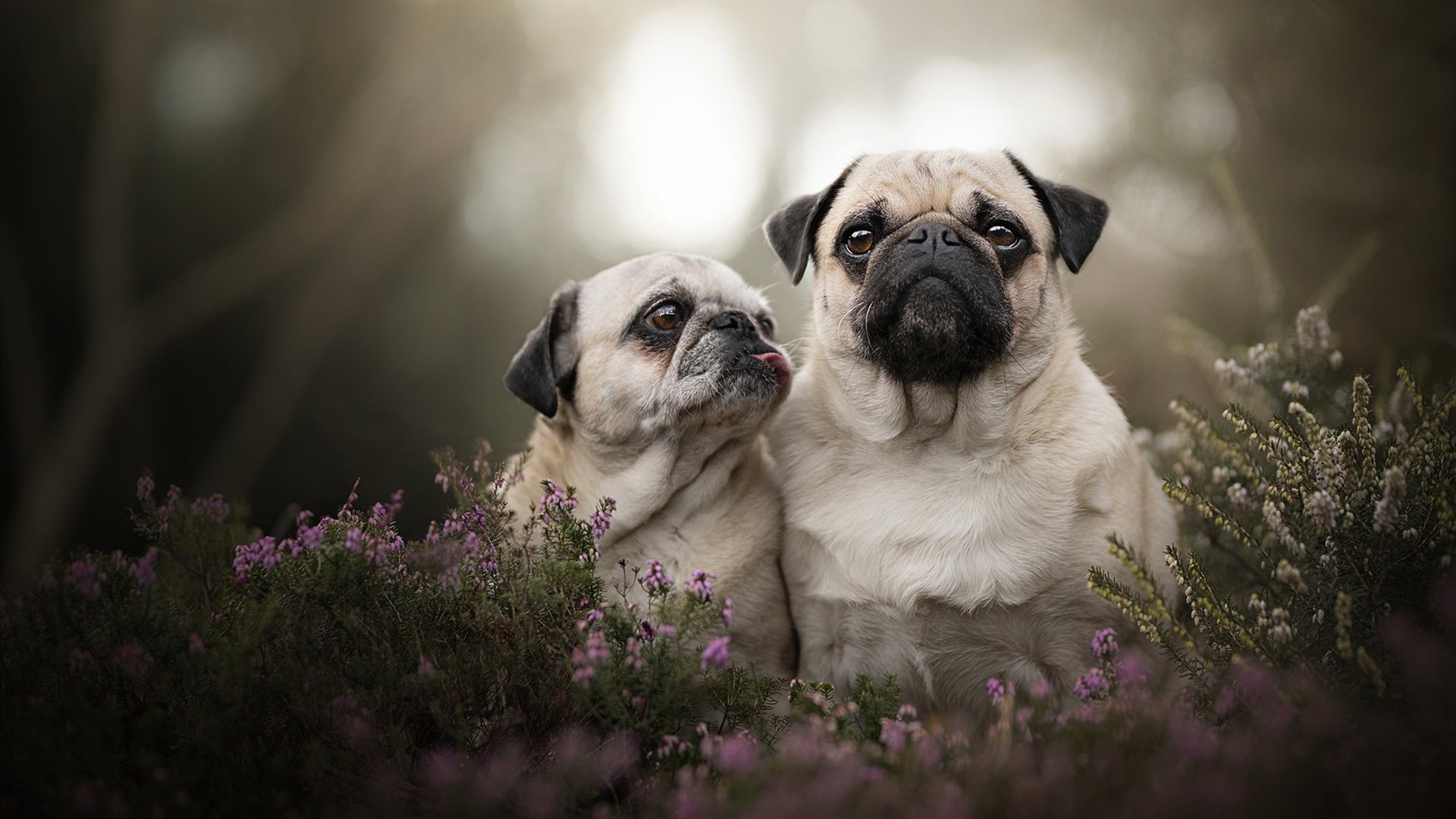 重庆光龙客场击败陕西雄狮队,拿下连胜,重庆光环恐龙