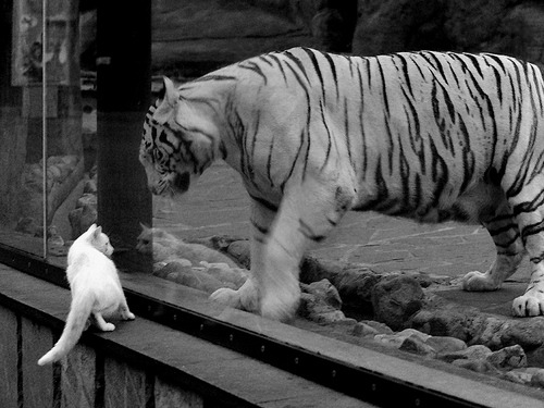 青年新锐挑战老牌劲旅,机会与挑战并存,新青年迎接挑战