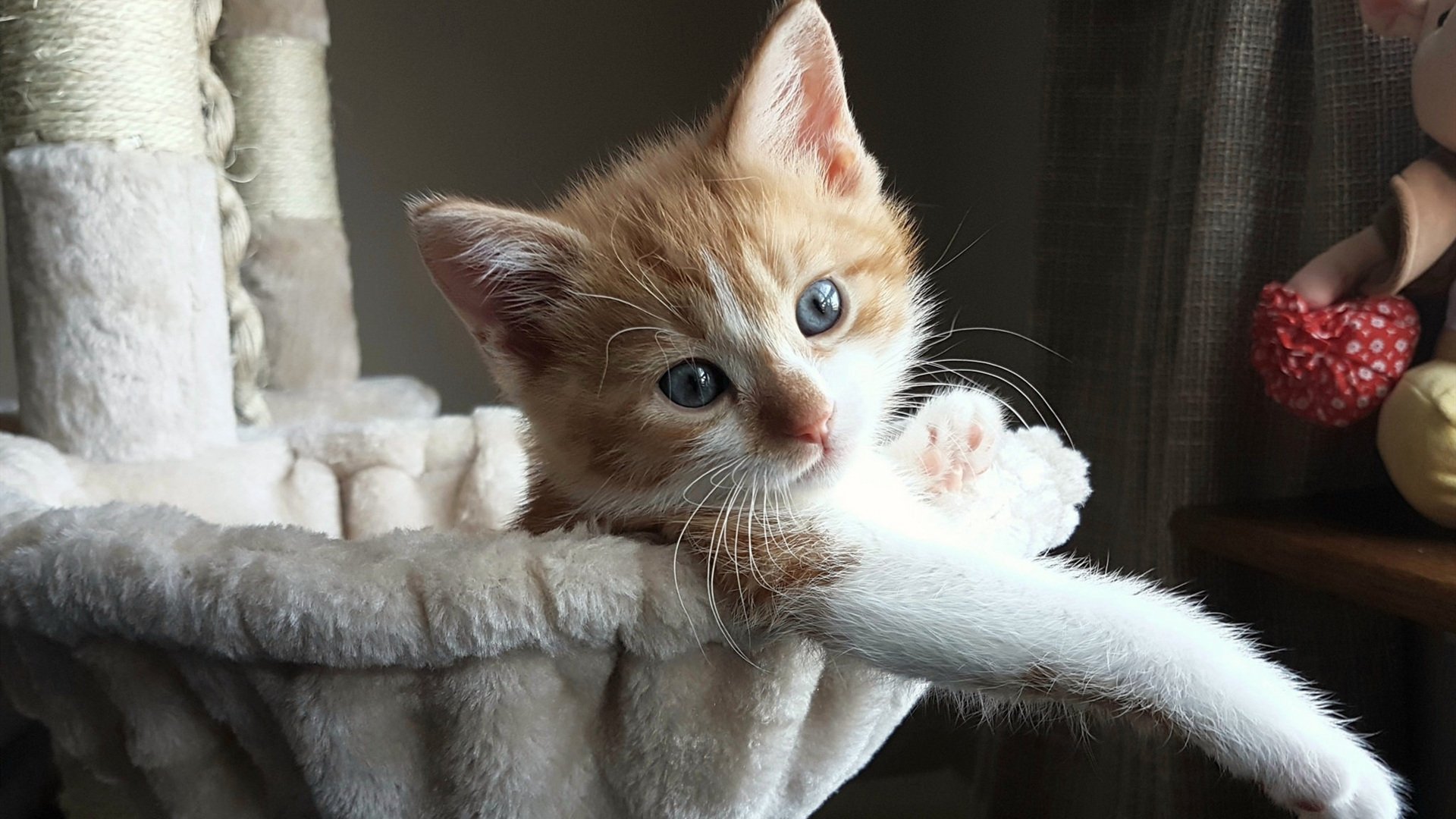 中国篮球教练员战术执行力提升方法,篮球教练员执教能力包括哪几个方面