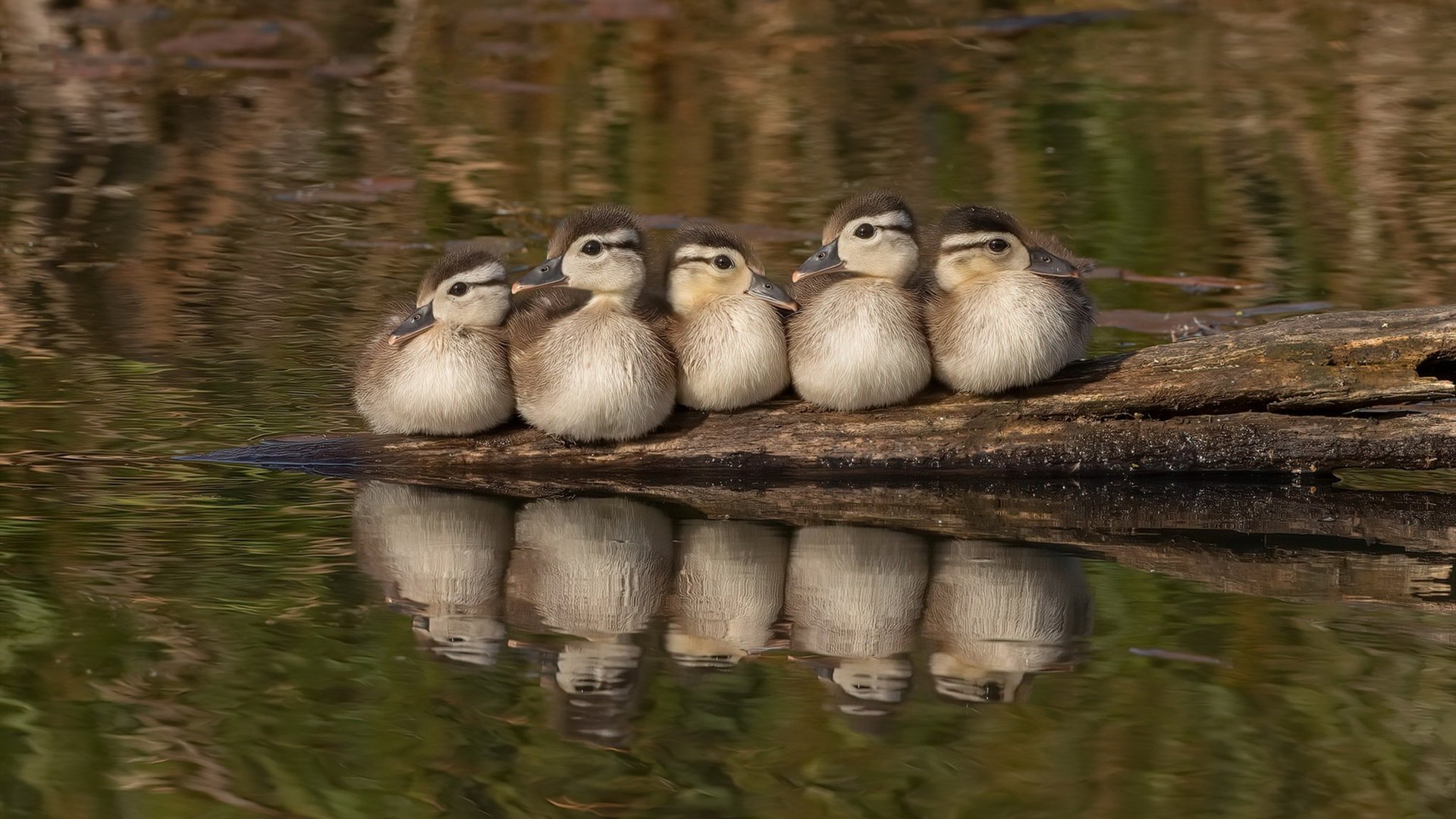 中国香港队未来发展蓝图：如何迎接世界乒乓大赛的挑战，香港乒乓球队成绩