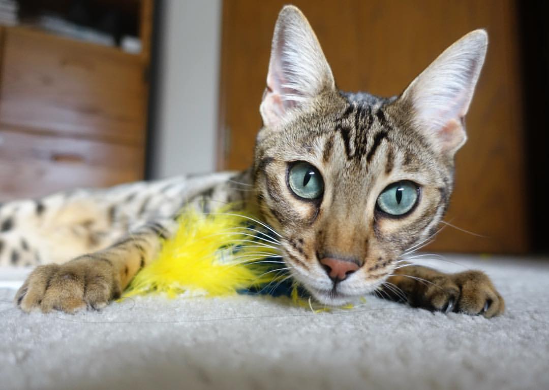 拜仁门将诺伊尔再现世界级扑救,诺伊尔在拜仁的地位