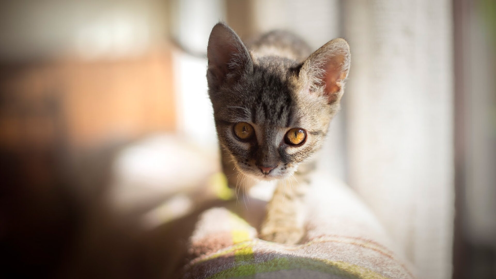 乐鱼电竞在线平台-校园篮球课程为何缺乏系统化衔接，学校篮球课程开展