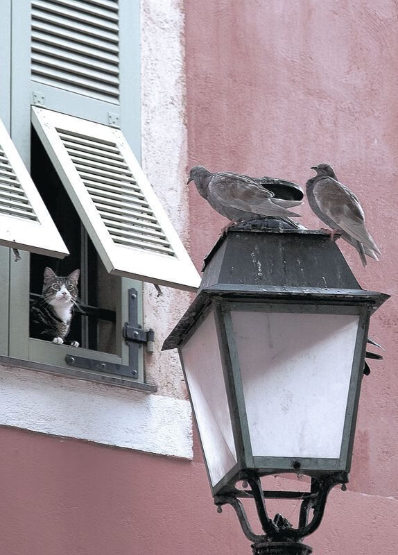 凯尔特人战术调整被球评称合理，凯尔特人对手