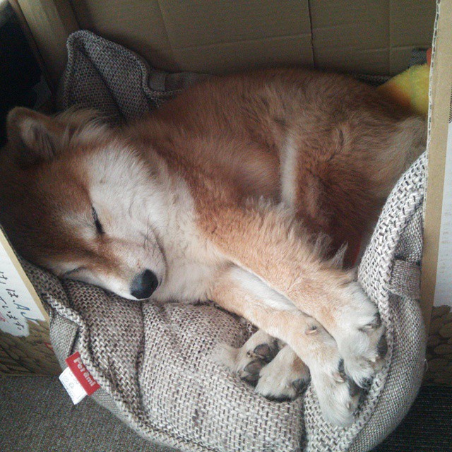 德甲联赛的最新裁判判罚技术,德甲现场